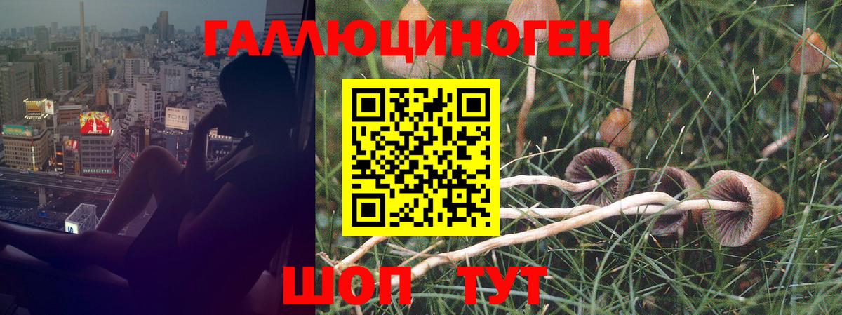 Псилоцибиновые грибы Magic Shrooms  Псилоцибиновые грибы Cubensis  Луга  где можно купить   Вход с VPN 